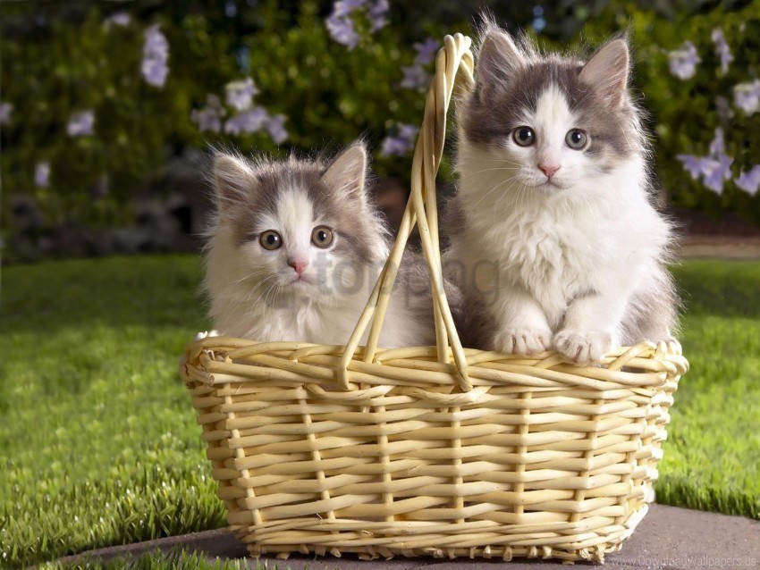 flowers grass kittens steam basket three wallpaper Isolated Artwork with Clear Background in PNG