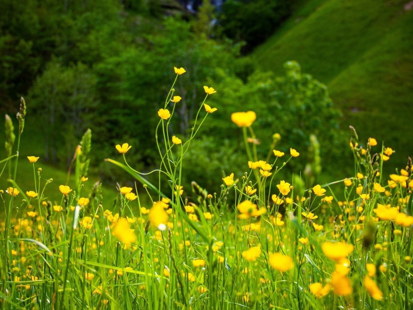 flowers grass landscape meadow greens yellow Free PNG images with alpha channel compilation