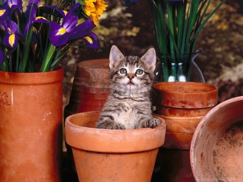 flowers kitten pots sit wallpaper PNG images with alpha channel diverse selection
