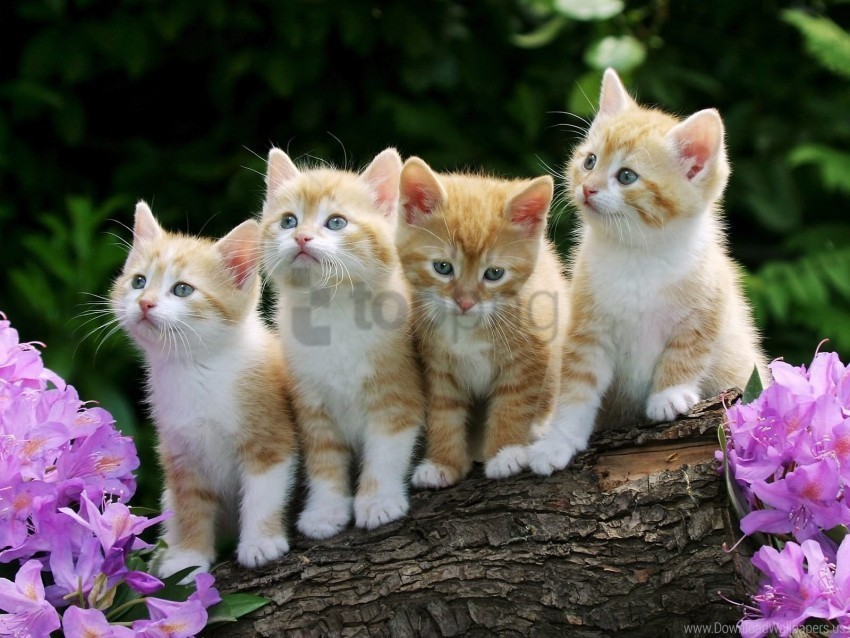 flowers kittens many sitting wallpaper PNG images without restrictions