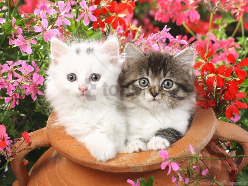 flowers kittens steam pot wallpaper PNG pics with alpha channel