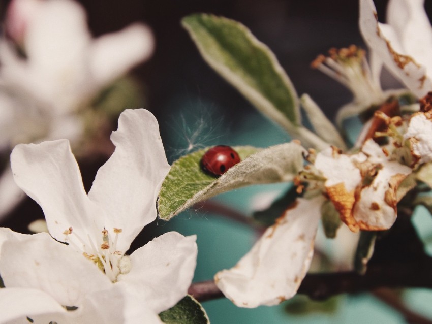 flowers leaves ladybug macro branch PNG without background 4k wallpaper