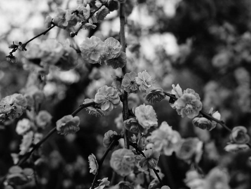 flowers macro bw branch flowering bush PNG images free download transparent background