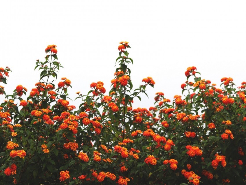 flowers orange bushes sky bloom Transparent PNG pictures for editing