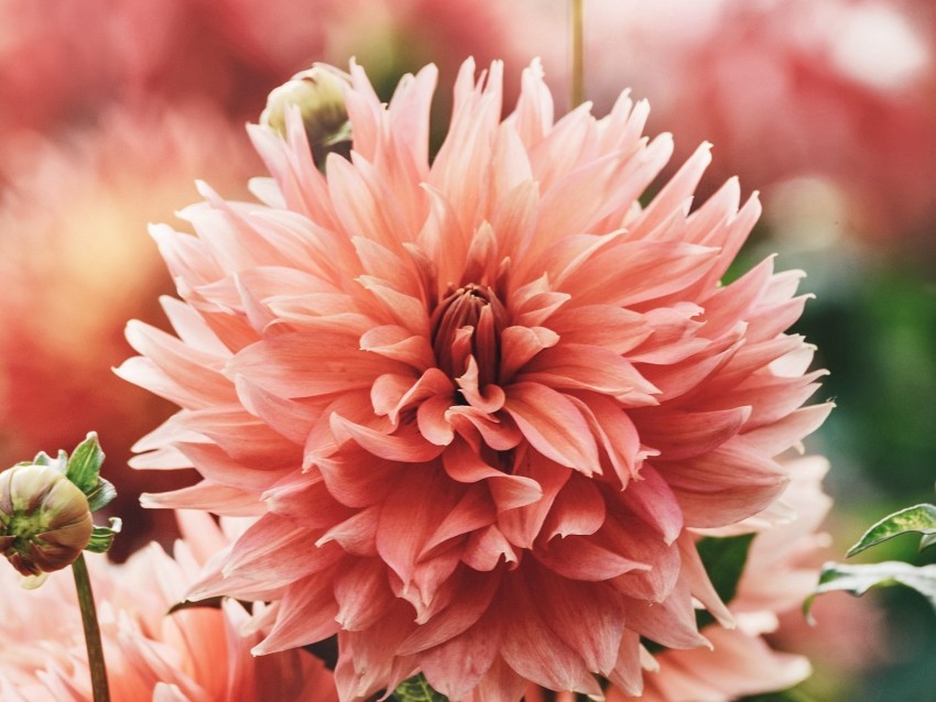 flowers pink bloom plant Transparent Background Isolated PNG Item