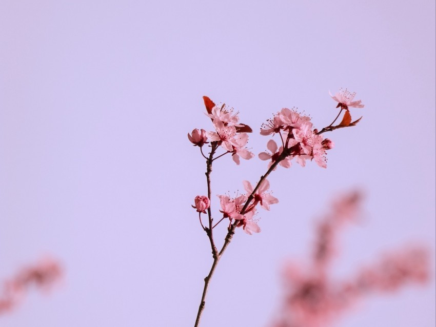 flowers pink branch cherry macro Isolated Object with Transparent Background in PNG