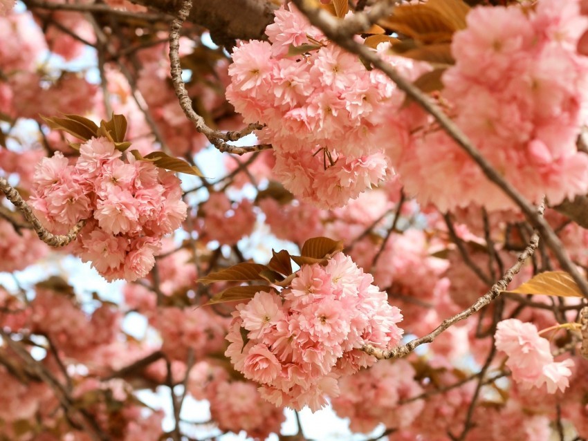 flowers pink branches tree bloom Transparent picture PNG
