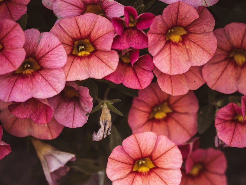 flowers pink closeup macro bloom PNG images free download transparent background 4k wallpaper