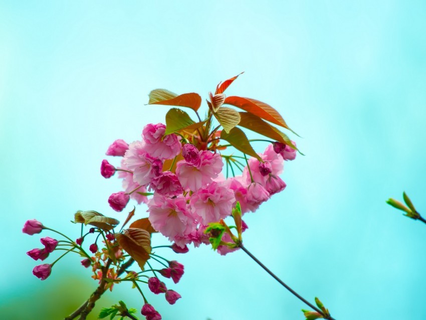 flowers pink flowering branch flora spring PNG with Isolated Object