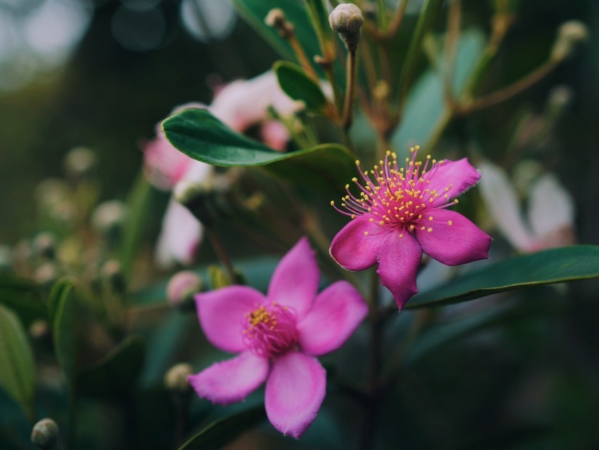 flowers pink macro branch plant PNG images for personal projects