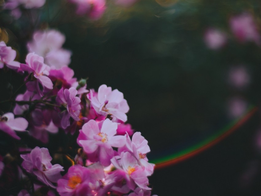 flowers pink macro glare blur PNG for educational projects