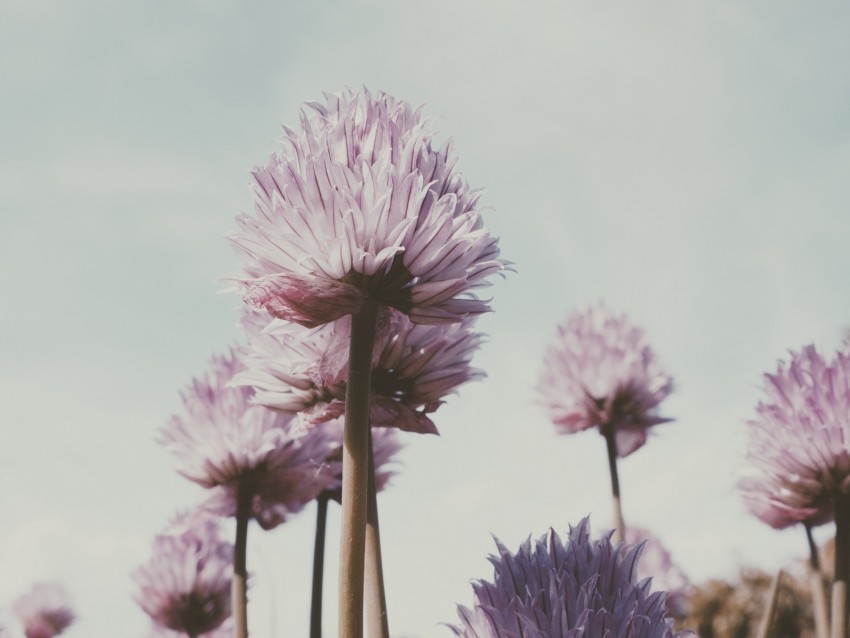 flowers plant bloom stem petals Isolated PNG on Transparent Background