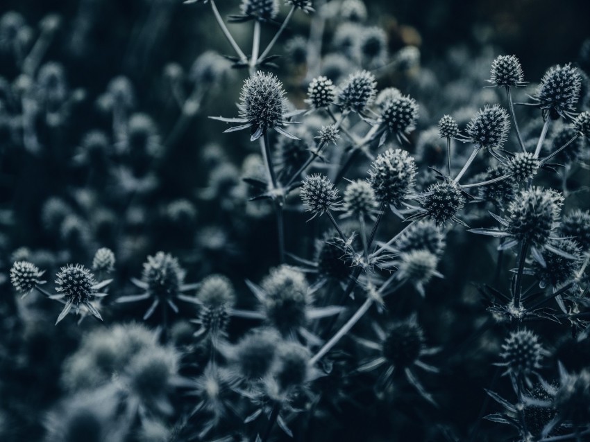 flowers spines macro gray Isolated Graphic on HighResolution Transparent PNG