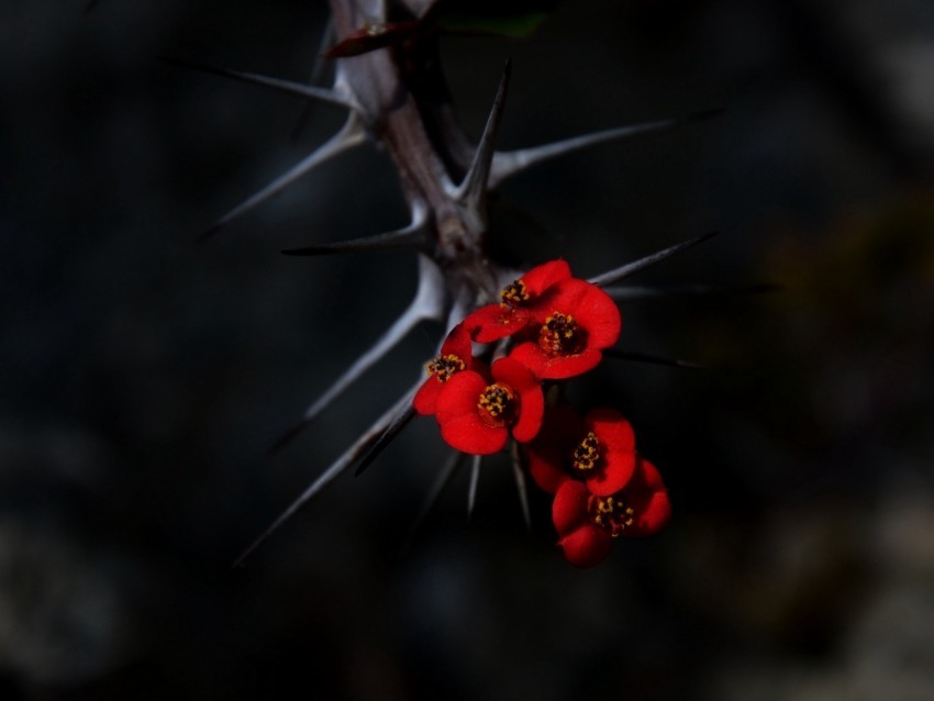 flowers thorns needles red blur Transparent PNG Isolated Graphic Detail 4k wallpaper