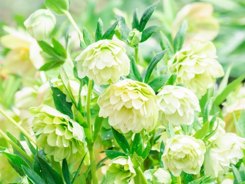 flowers white green bloom plants HighResolution Isolated PNG Image