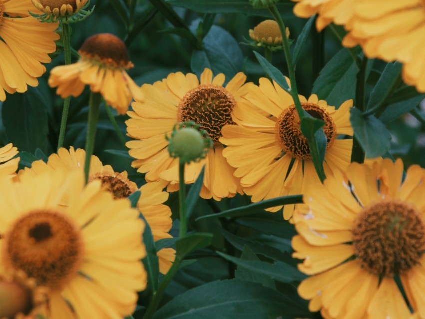 flowers yellow bloom closeup plant PNG format 4k wallpaper