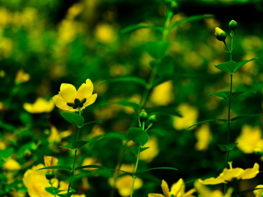 flowers yellow bloom plants PNG transparent designs for projects 4k wallpaper