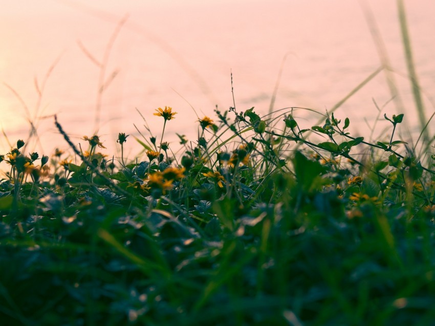 flowers yellow grass plant greens Clean Background Isolated PNG Character 4k wallpaper