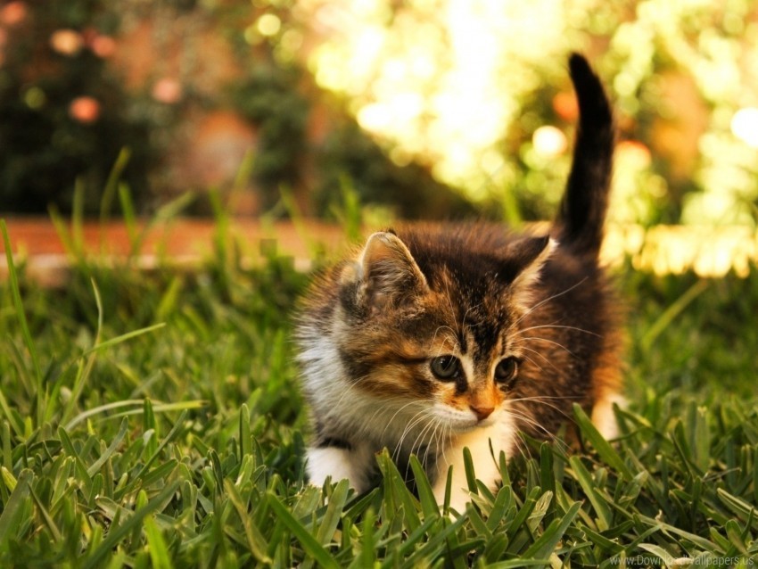 fluffy grass kitten walk wallpaper Isolated Item on Clear Transparent PNG