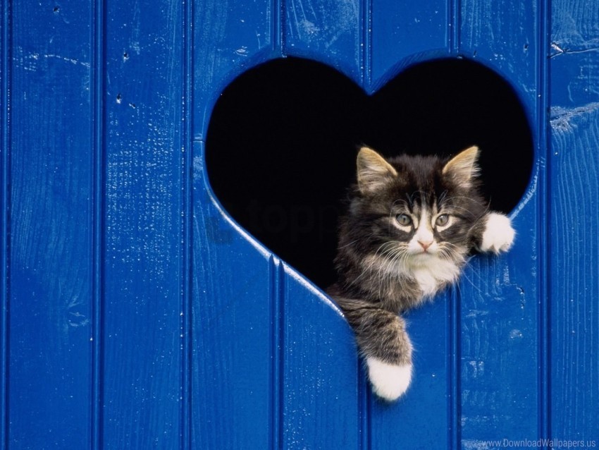 fluffy heart kitten look out wallpaper PNG transparent icons for web design