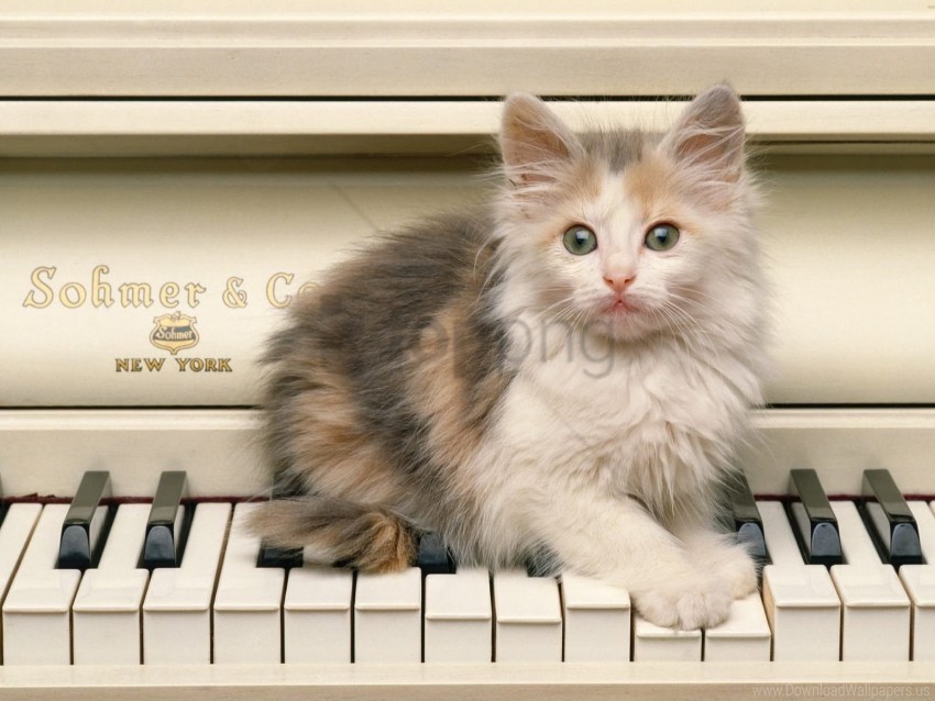 fluffy kitten look piano wallpaper PNG pictures with alpha transparency