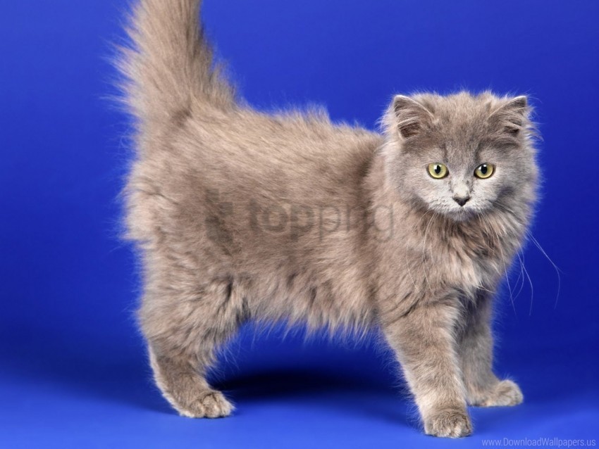 fluffy kitten photo shoot wallpaper Isolated Object with Transparency in PNG