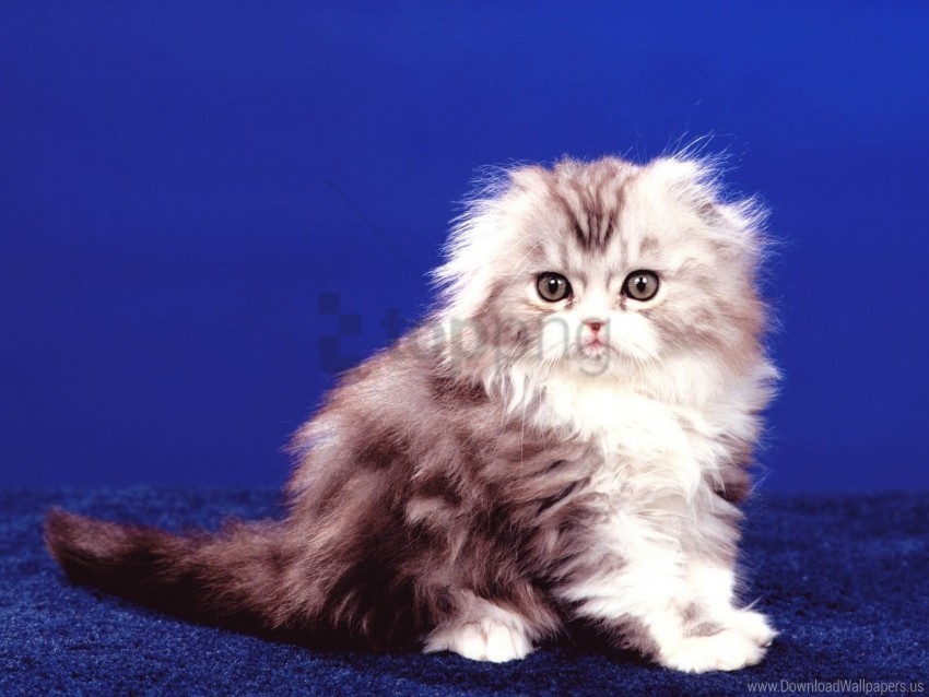 fluffy kitten sit wallpaper PNG clipart