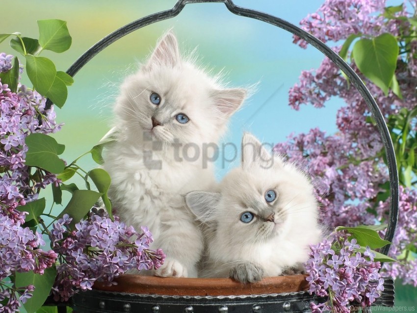 Fluffy Kittens Leaves Sit Trash Wallpaper PNG Files With No Background Bundle