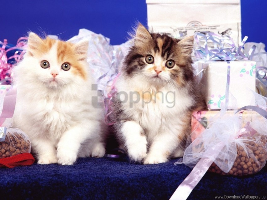 Fluffy Kittens Pair Wallpaper Transparent PNG Images For Printing