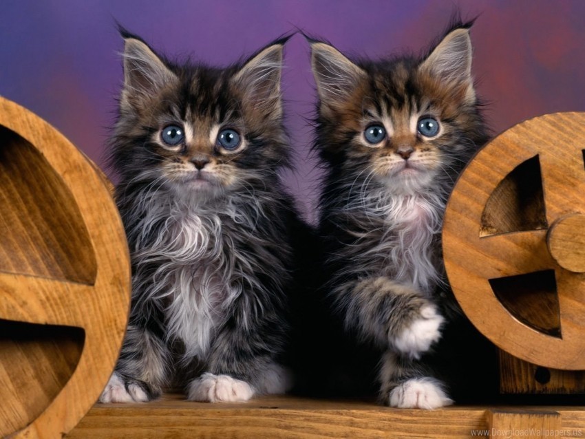 fluffy kittens pair wallpaper PNG files with no background assortment