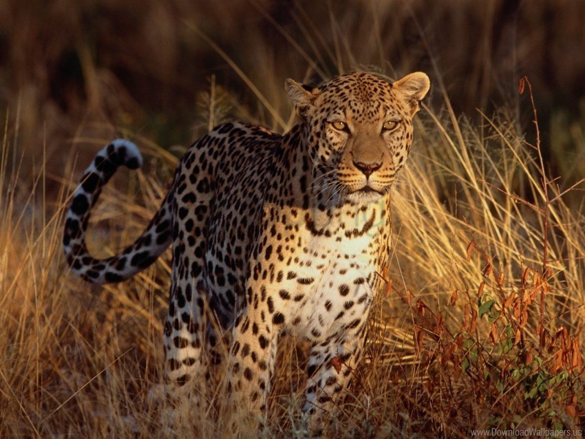 focus intense leopard wallpaper Clear PNG pictures free
