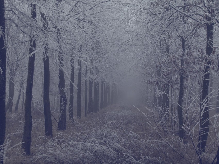 fog forest frost branches trees grass PNG images with transparent canvas