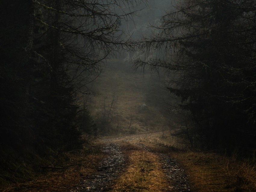 fog path branches forest trees autumn gloomy PNG Image Isolated with High Clarity