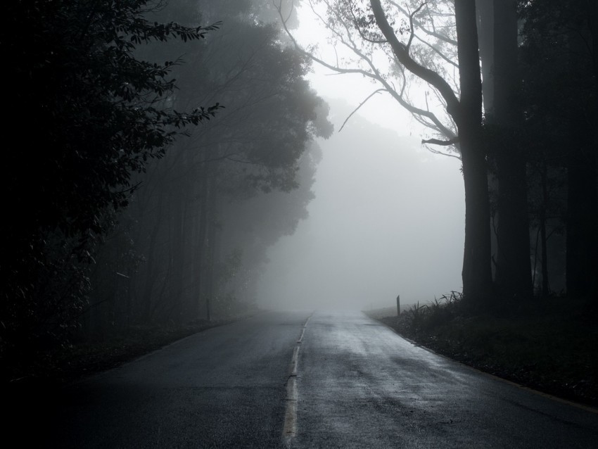 fog road trees asphalt emptiness Transparent PNG Isolated Graphic with Clarity