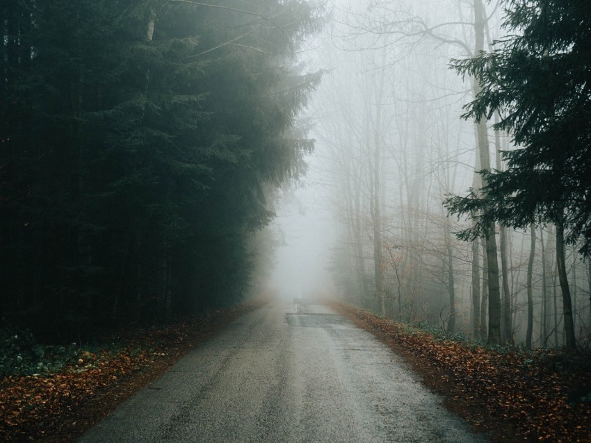 fog road trees branches autumn PNG transparent photos library 4k wallpaper