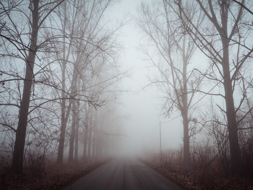 fog road trees dawn silence Transparent image 4k wallpaper