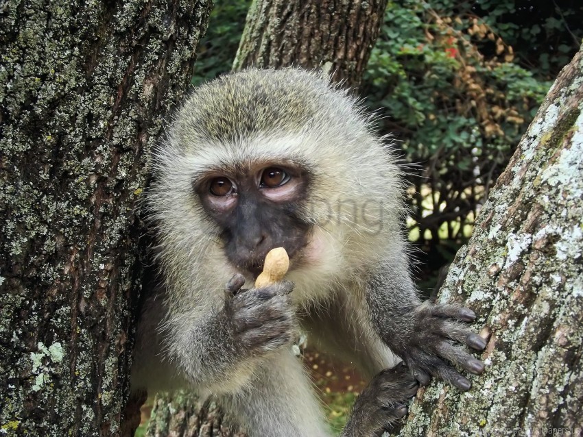 food monkey nut spotted monkey wallpaper PNG transparent photos comprehensive compilation
