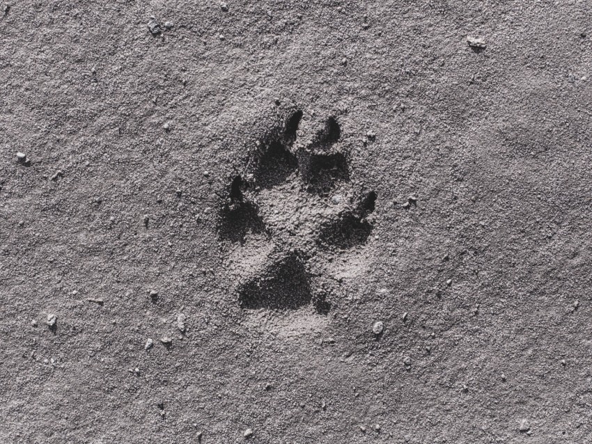 footprint sand bw closeup PNG images with no background comprehensive set