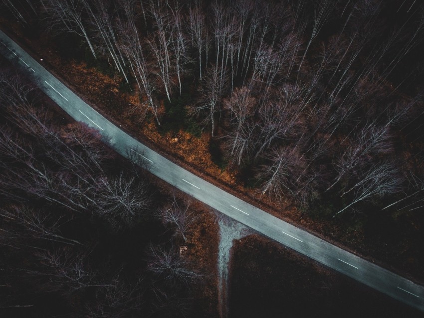 forest aerial view autumn trees branches road Isolated Design Element in Transparent PNG 4k wallpaper