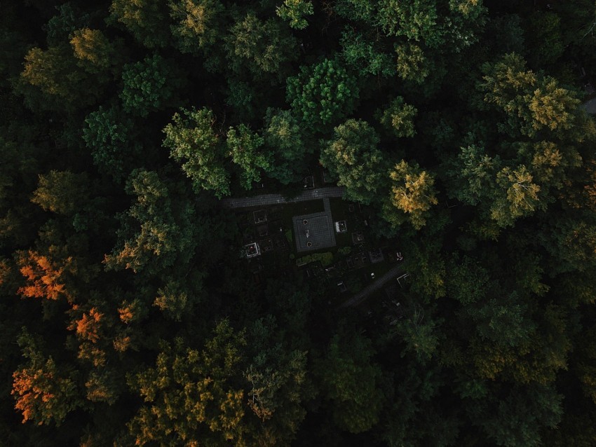 forest aerial view trees green autumn Free PNG images with alpha transparency 4k wallpaper