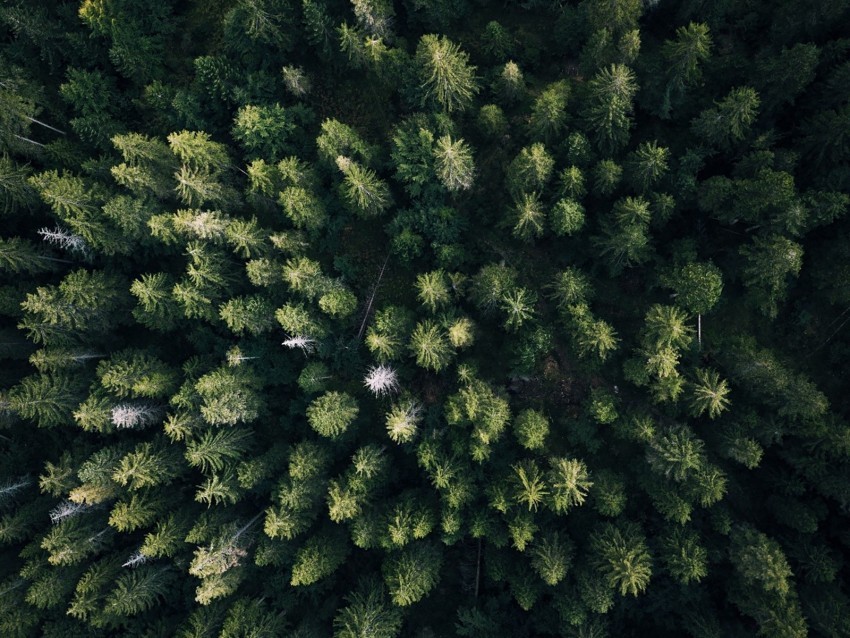 forest aerial view trees green overview PNG clear images