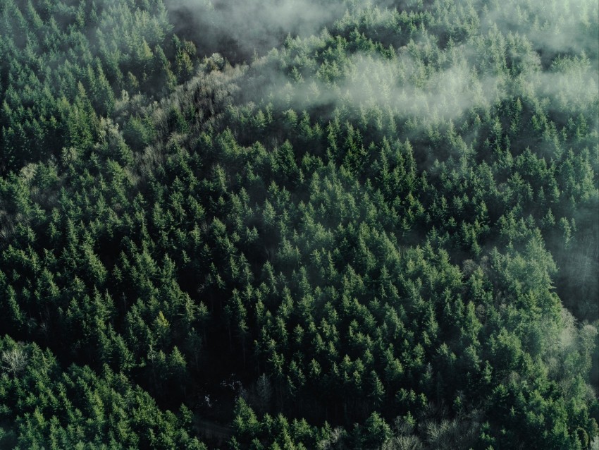 forest aerial view trees tops clouds HighQuality Transparent PNG Isolated Graphic Element