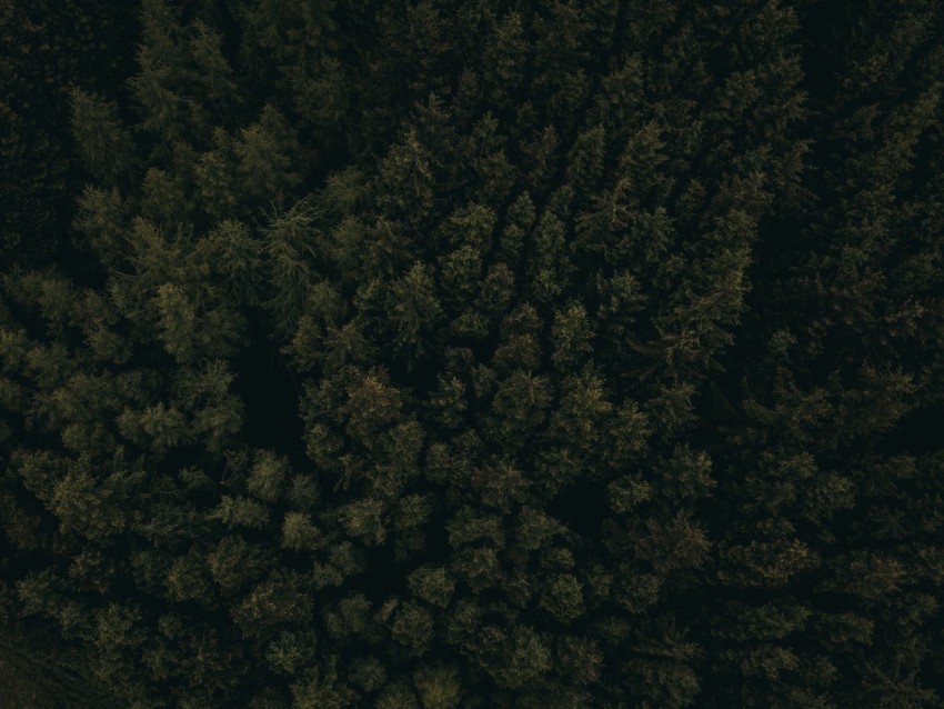 forest aerial view trees tops dark PNG transparent backgrounds