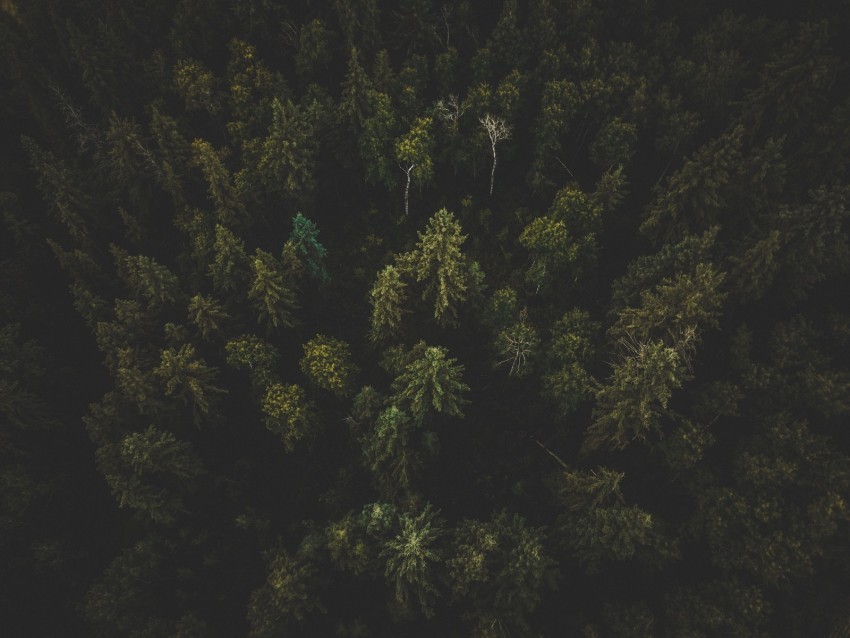 forest aerial view trees tops dark ClearCut Background PNG Isolation