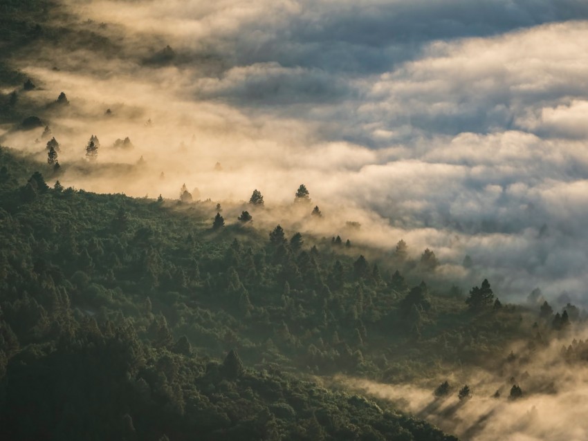forest clouds aerial view fog height Free download PNG with alpha channel extensive images
