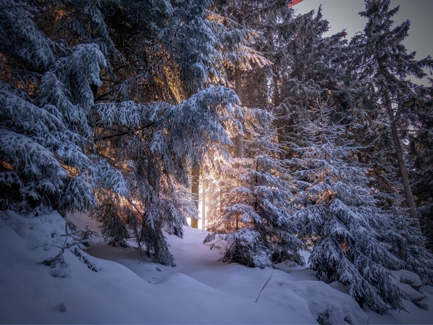 forest coniferous winter trees snow PNG Image Isolated on Transparent Backdrop