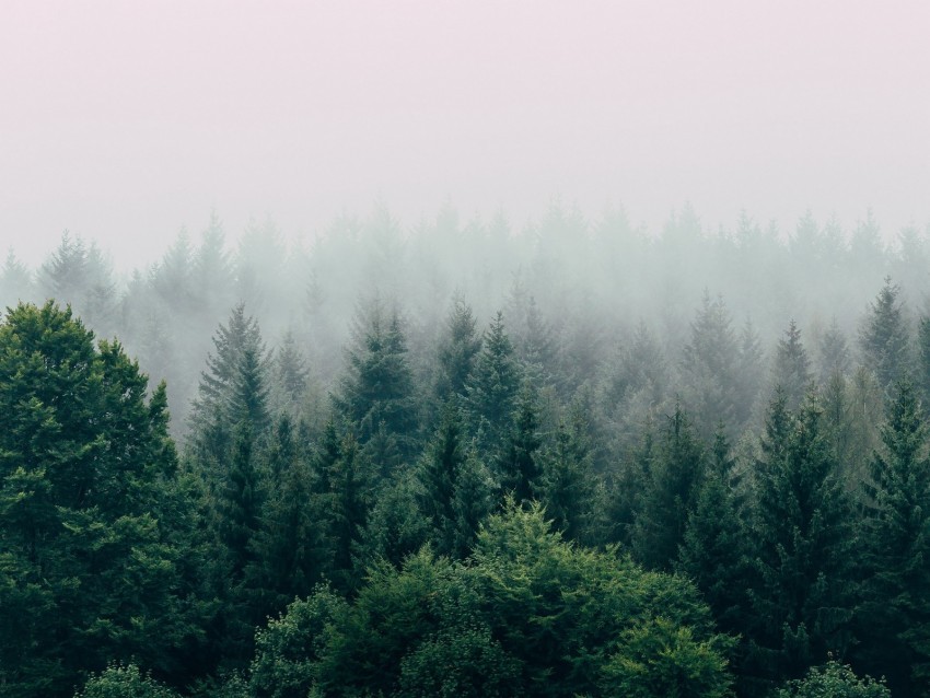 forest fog aerial view trees sky Transparent Background Isolated PNG Design