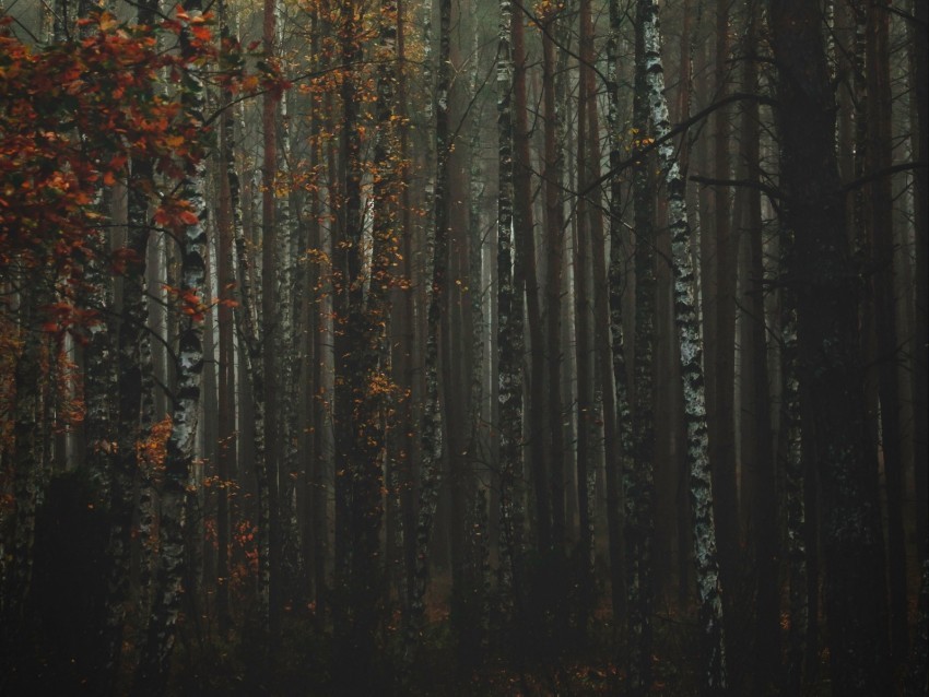 forest fog autumn trees trunks bark Isolated Element with Clear PNG Background
