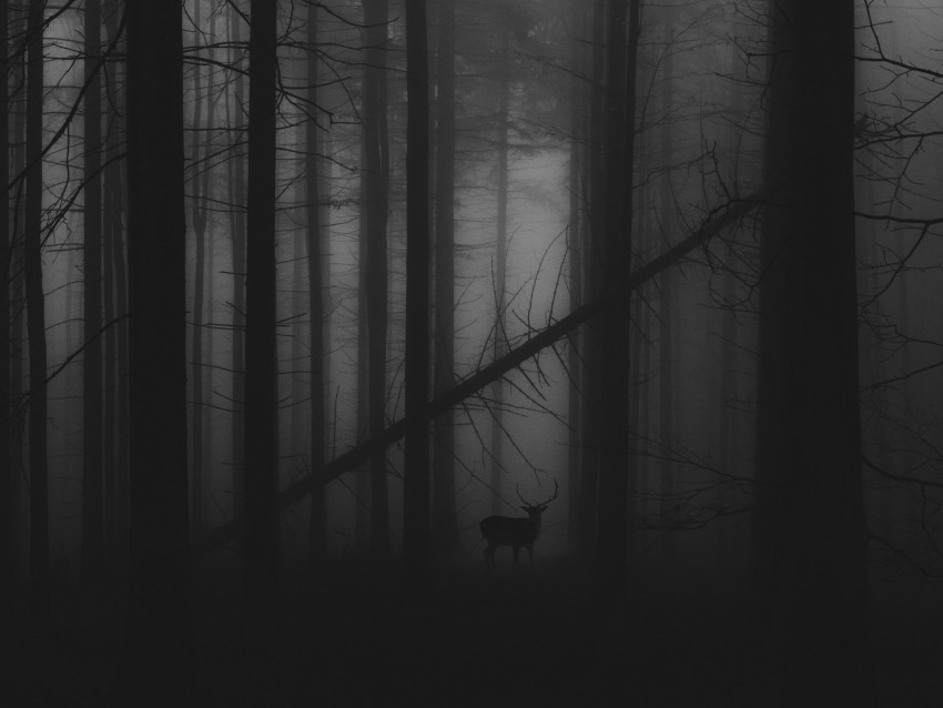 forest fog deer bw gloomy Isolated Graphic on HighResolution Transparent PNG