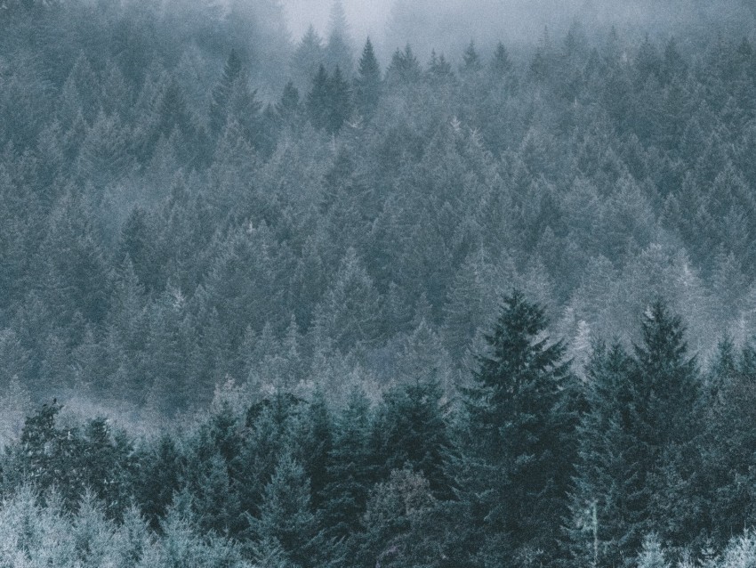 forest fog haze trees conifer Isolated Artwork on HighQuality Transparent PNG